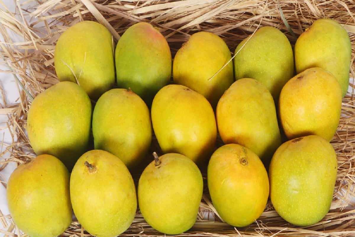 alphonsomango-in-devgad-alphonso-mango-1-dozen-200-to-225-grams-best-size-devgad-alphonso-mango-devgad-mango-devgad-hapus-40456000209153_7c2794f7-a6eb-4689-b033-0c7f5493949a.jpg